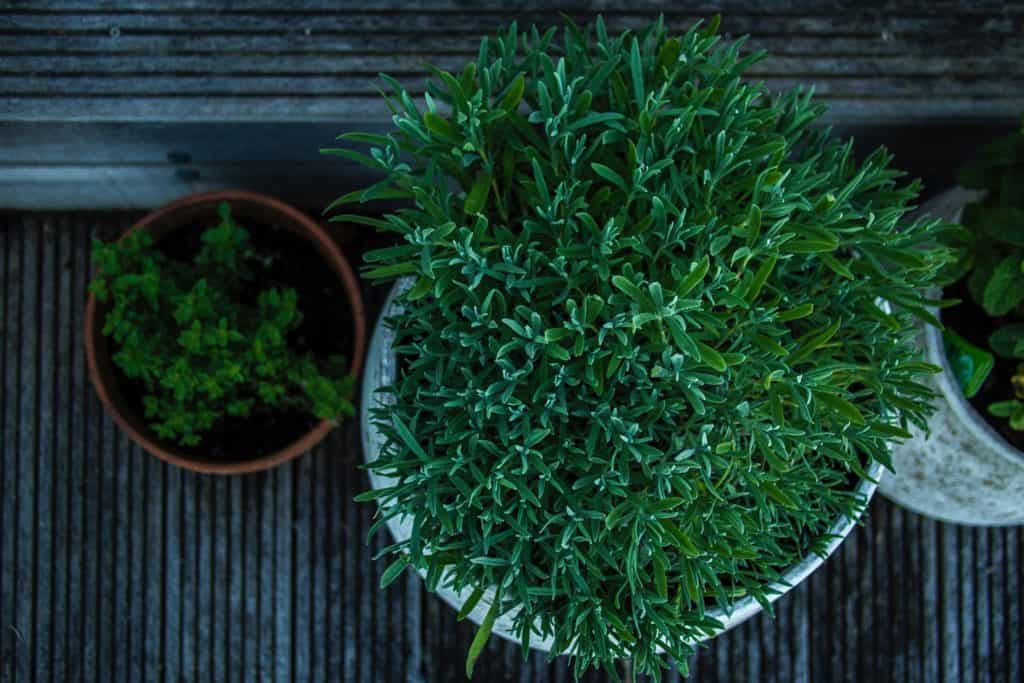 One large potted plant surrounded by two smaller ones on either side. 