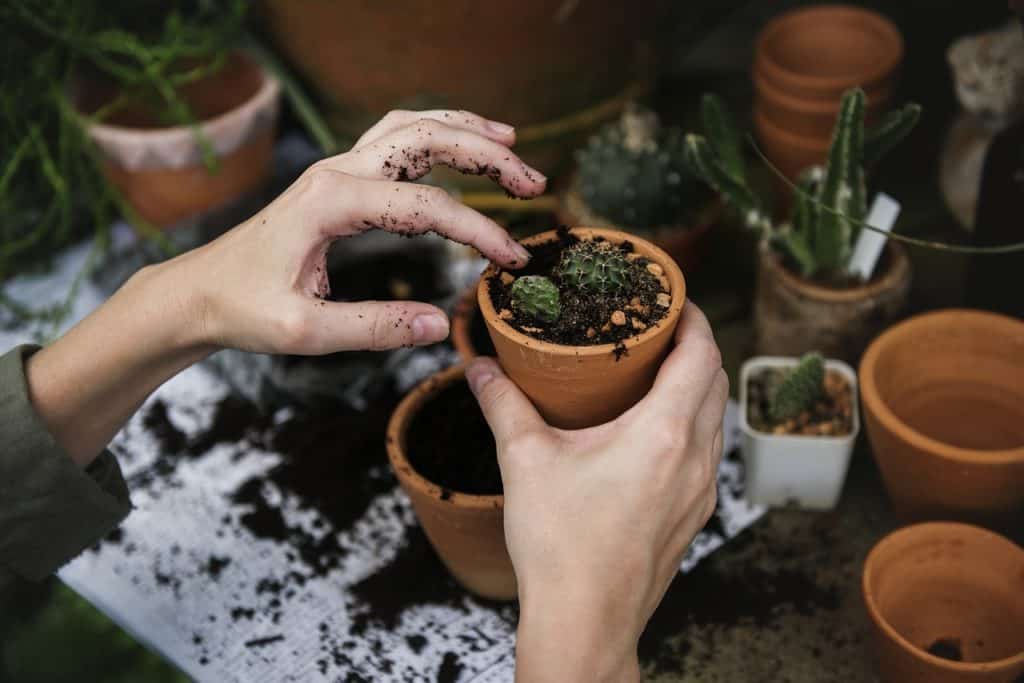 A small cactus being plated in a ceramic pot.